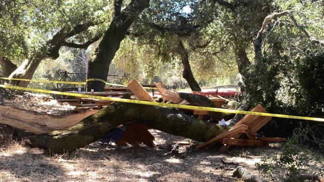 春湖野餐地一棵倒下的树造成6人受伤