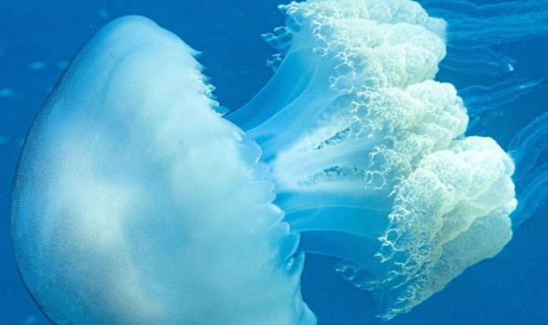 一分钟了解“西游牛牛房卡链接大厅
”详细房卡教程