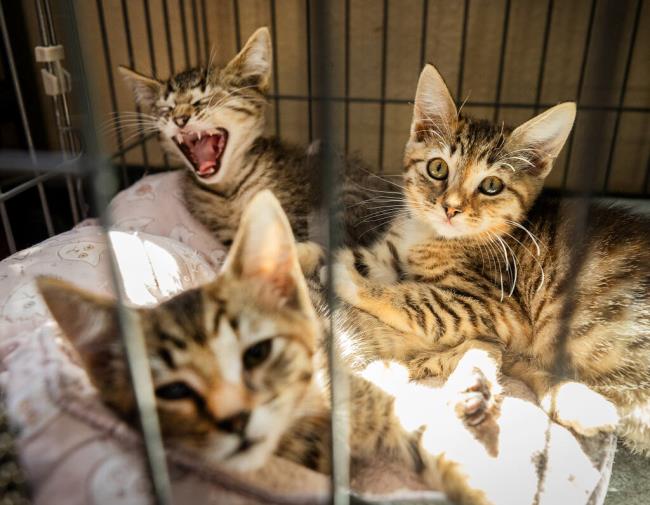 房卡攻略“微信宝马链接大厅房卡”详细房卡教程