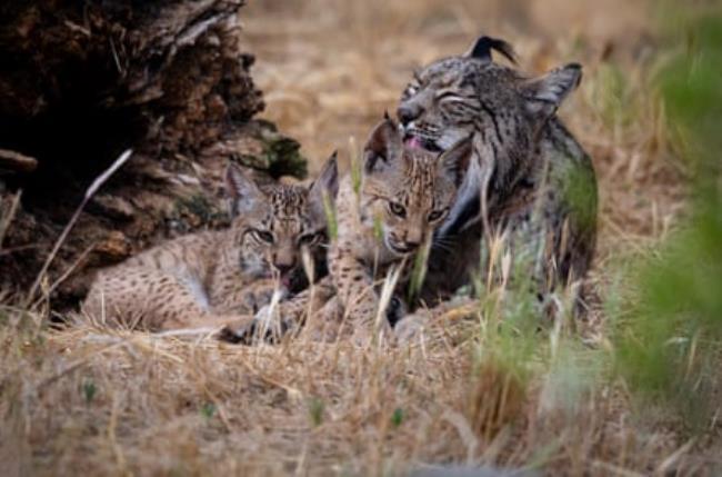 秒懂教程“神皇房卡链接怎么买”获取房卡方式