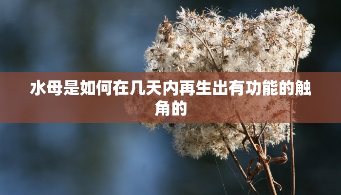 一分钟普及“独角兽房卡哪里代理”获取房卡教程