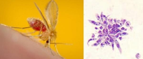 一分钟介绍“微信青龙大厅链接房卡透视”房卡详细使用教程