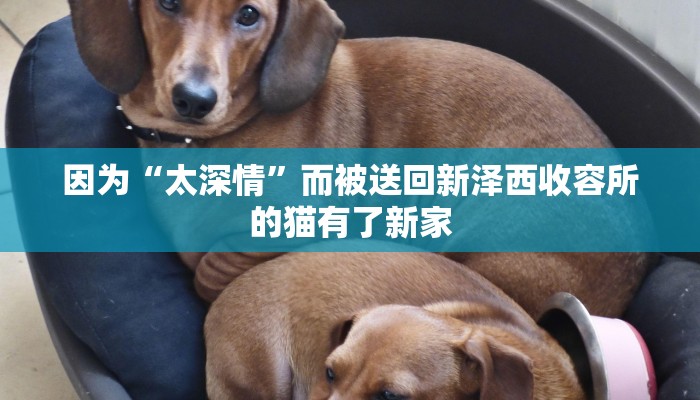 房卡攻略“金猪大厅正版微信金花房卡充值”详细房卡教程