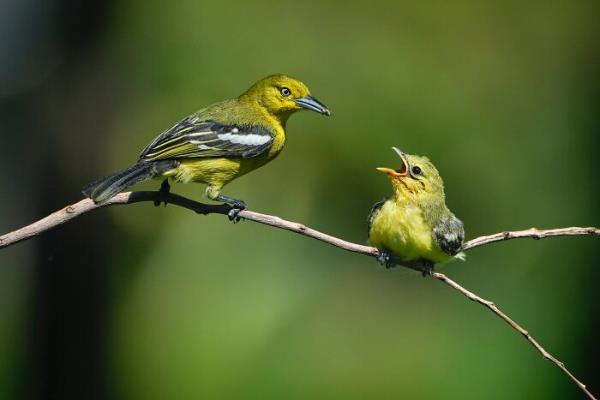 1分钟了解!火神大厅怎么买房卡-链接找谁买- 1分钟了解!火神大厅怎么买房卡-链接找谁买-