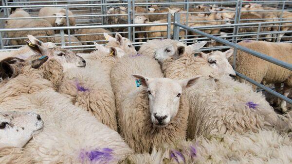 全渠道普及“新道游微信群拼三张大厅房卡链接”获取房卡方式 全渠道普及“新道游微信群拼三张大厅房卡链接”获取房卡方式