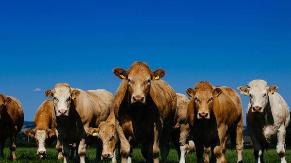 游戏攻略详解文章“微信拼三张金花房卡正版”详细房卡教程