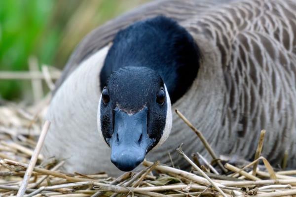 全渠道了解“樱花之盛房卡在哪里充值”详细房卡教程