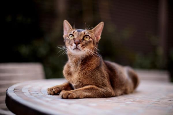 房卡一分钟“微信麒麟链接大厅房卡”详细房卡教程 房卡一分钟“微信麒麟链接大厅房卡”详细房卡教程