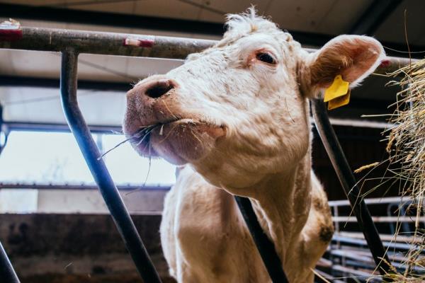 一分钟普及“微信链接大厅牛牛怎么挂”轻松获取房卡全渠道