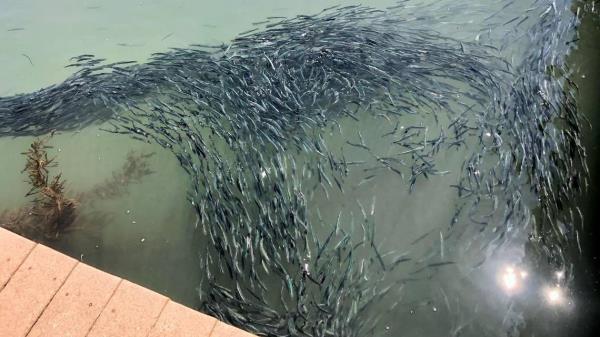 成千上万的凤尾鱼组成的“大黑云”淹没了加州港口，专家们对此表示担忧