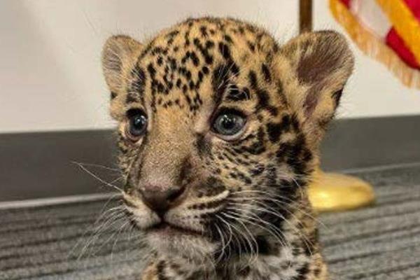 德克萨斯州一对夫妇因涉嫌出售margay和试图出售美洲虎幼崽而被捕