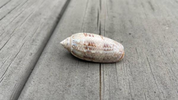 玩家必备教程“微信好友房炸 金花房卡如何充”详细房卡怎么购买教程推荐一款